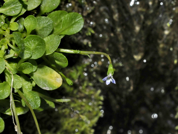 Solenopsis minuta (L.)C. Presl subsp. corsica Meikle